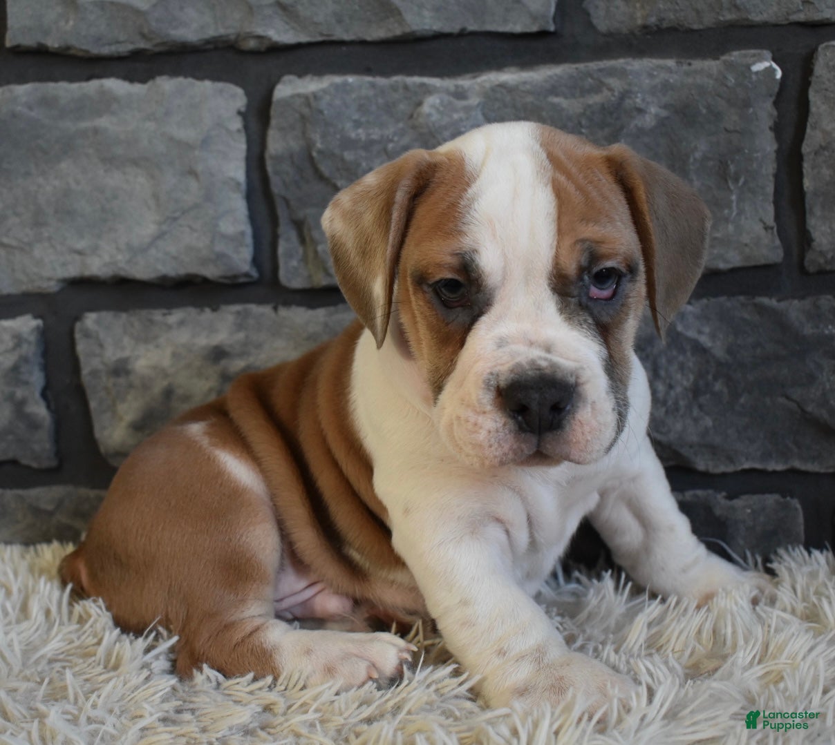 Mixed Breed dogs Tank  - Ad 36