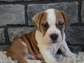 Mixed Breed dogs Tank - Ad 15