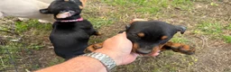 Doberman Pinscher dogs for sale: Doberman Pinscher Puppy 5 - Ad 4
