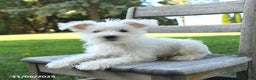 Schnoodle dogs for sale: Eddy - Ad 10