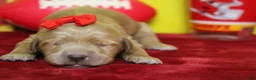 Goldendoodle dogs for sale: Star  - Ad 1