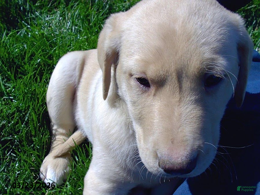 Labrador Retriever dogs Baxter - Ad 2