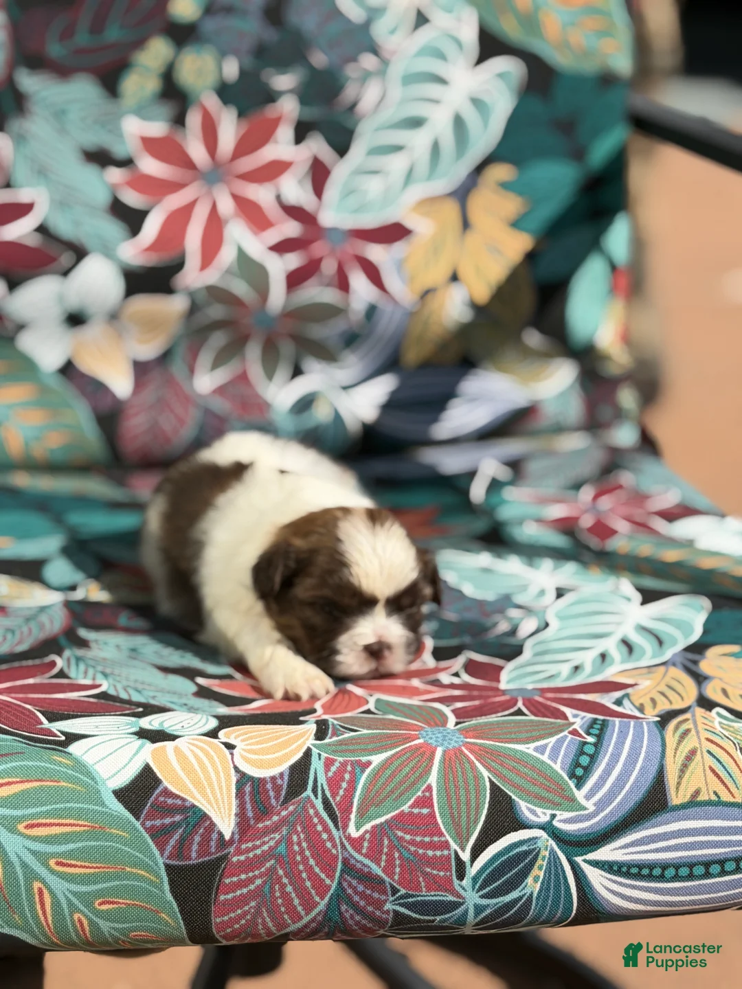 Shih Tzu dogs for sale: Ella - Ad 1