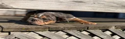 English Bulldog dogs for sale: Versace - Ad 3