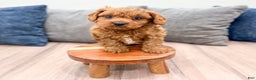 Cavapoo dogs for sale: Brody - Ad 8