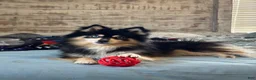 Pomsky dogs for sale: June Carter - Ad 6