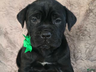 Cane Corso dogs Sully - Ad 7