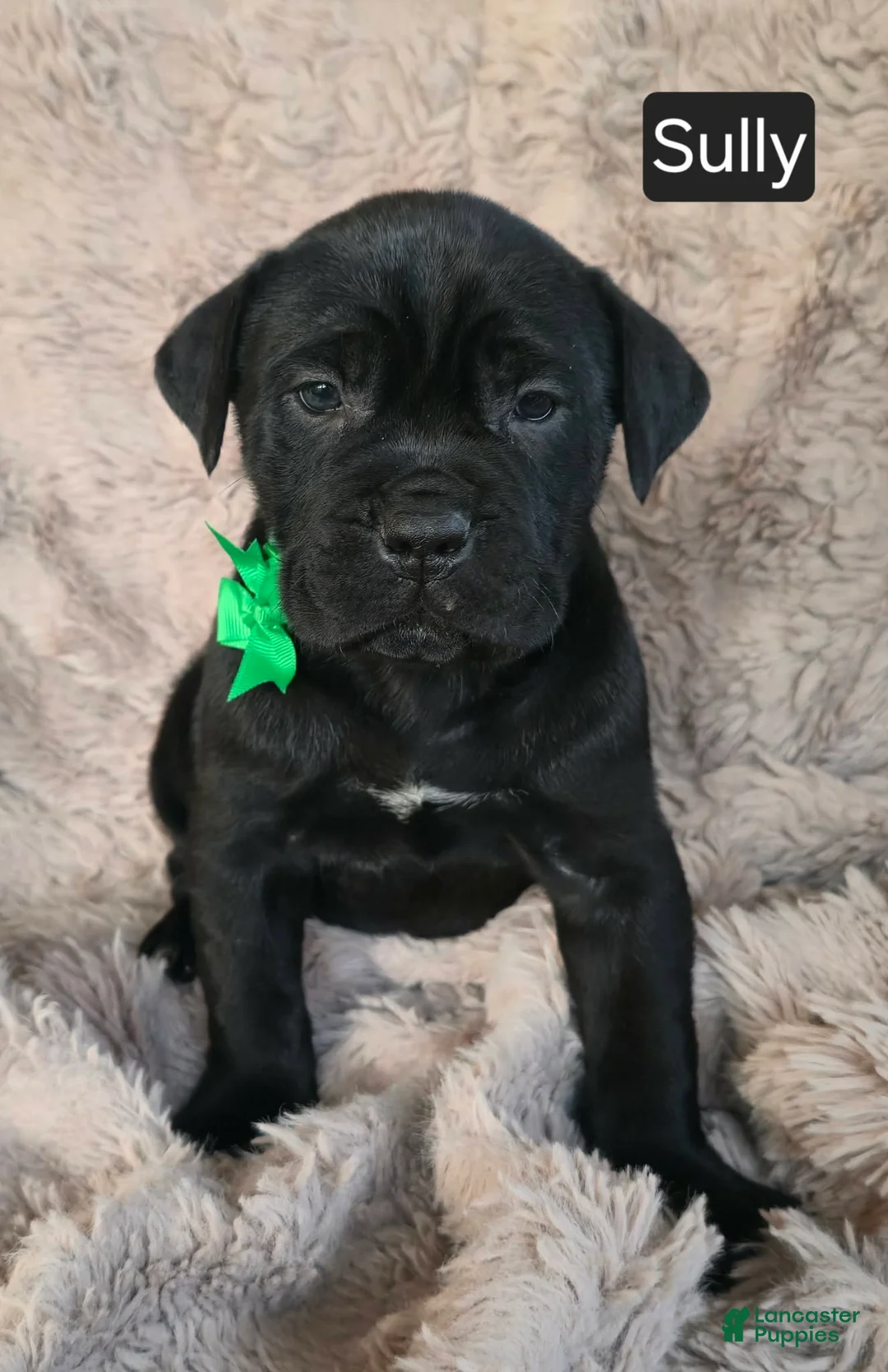 Cane Corso dogs for sale: Sully - Ad 9