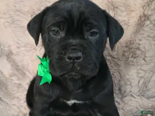 Cane Corso dogs Sully - Ad 7