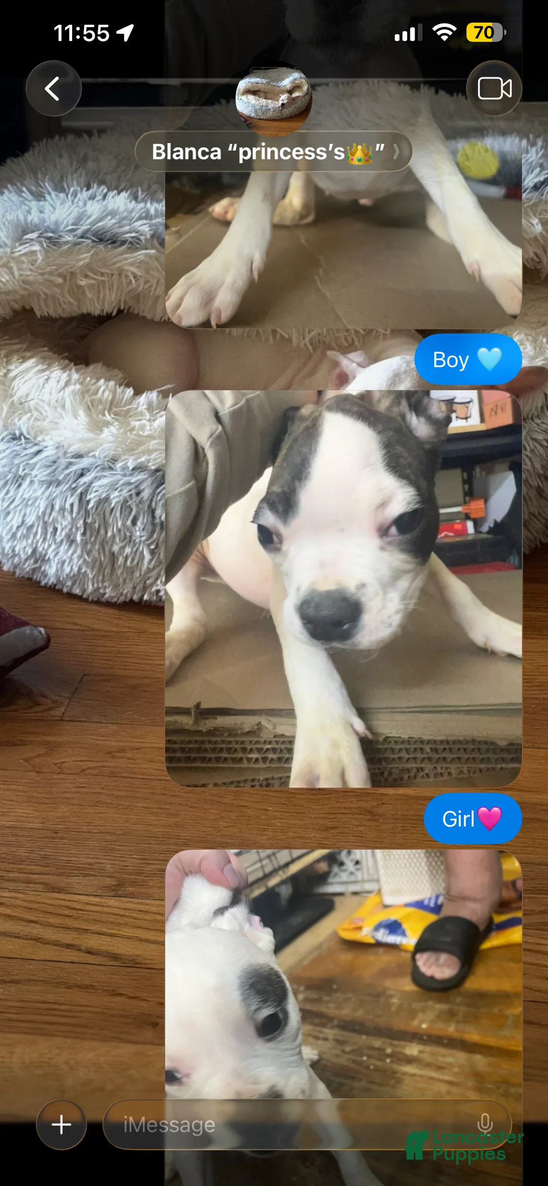 American Bully dogs for sale: American Bully Puppy 5 - Ad 3