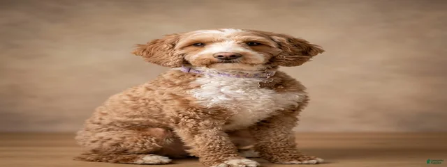 Penny Lou