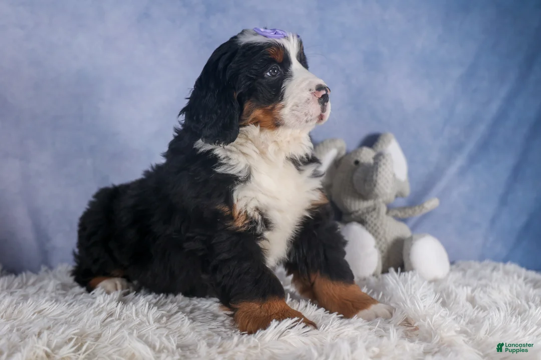 Bernese Mountain Dog dogs for sale: HONEY - Ad 11