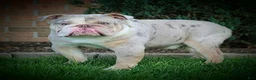 Beabull dogs for sale: Bo - Ad 5