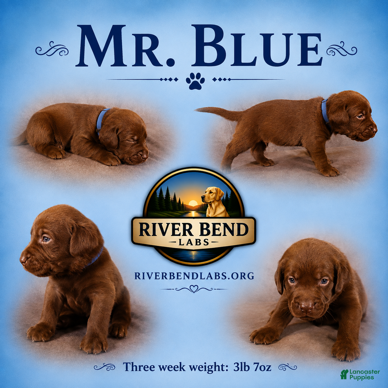 Labrador Retriever dogs Mr. Blue - Ad 1