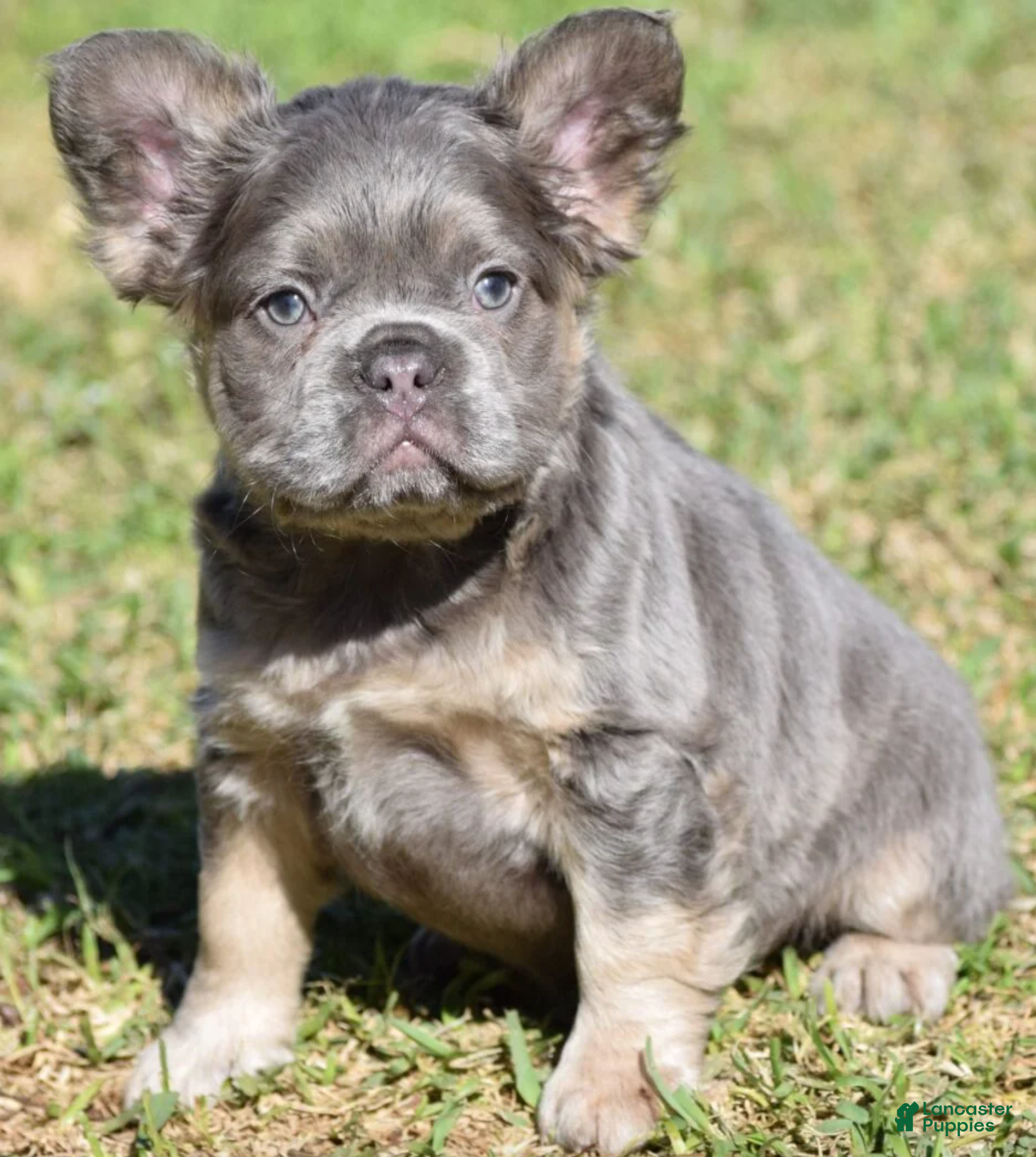 French Bulldog dogs Tanny - Ad 26