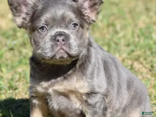 French Bulldog dogs Tanny - Ad 37