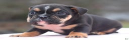 Mixed Breed dogs for sale: Emma tricolor hybrid  - Ad 28