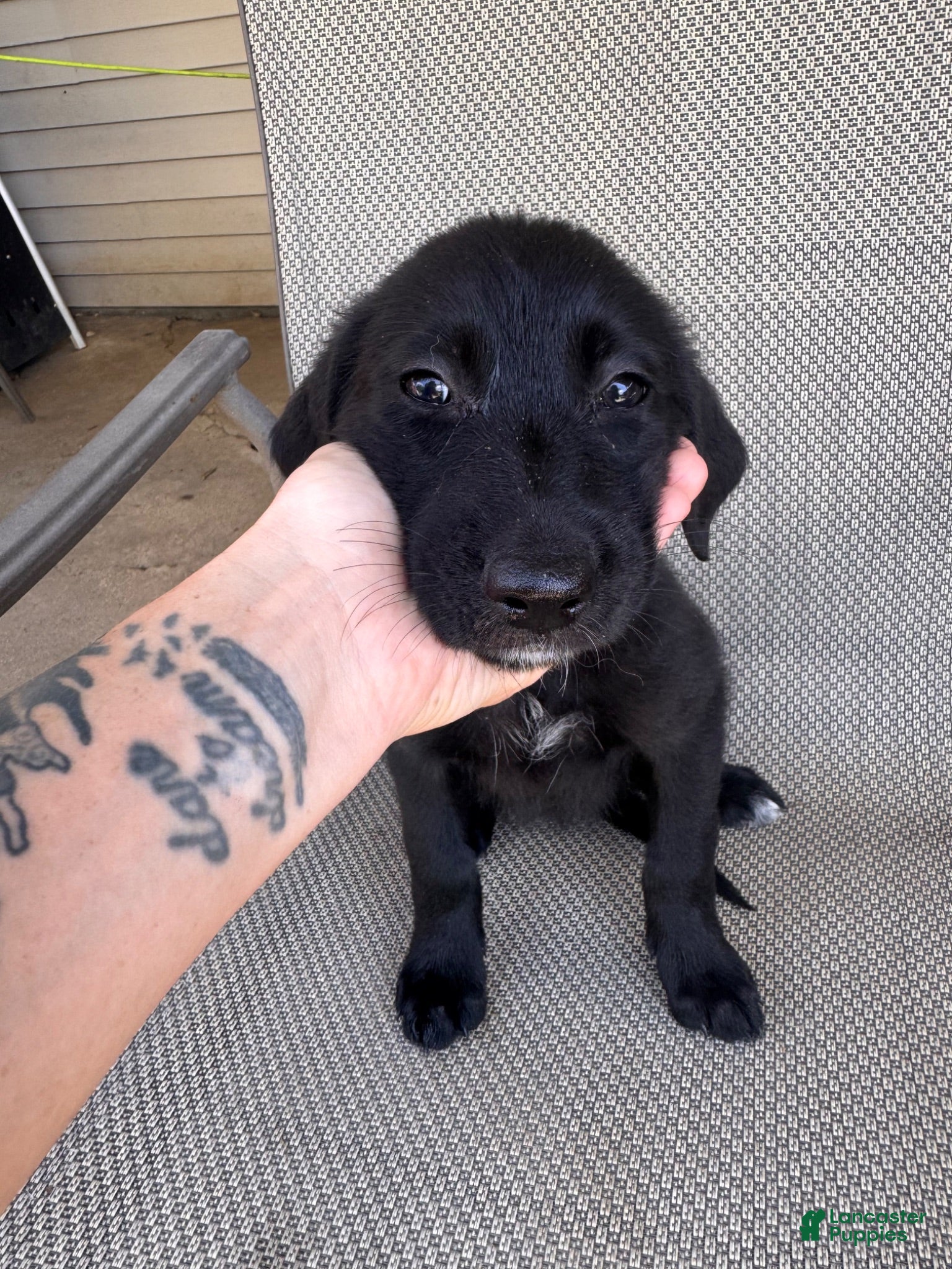 Mixed Breed dogs Mixed Breed 4 - Ad 19