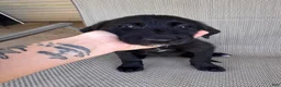 Mixed Breed dogs for sale: Mixed Breed 4 - Ad 1