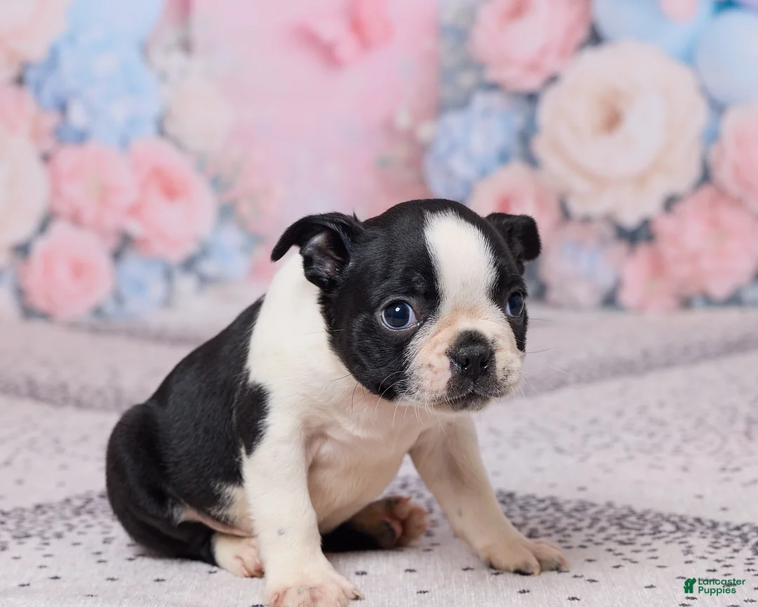 Boston Terrier dogs for sale: Jay - Ad 5
