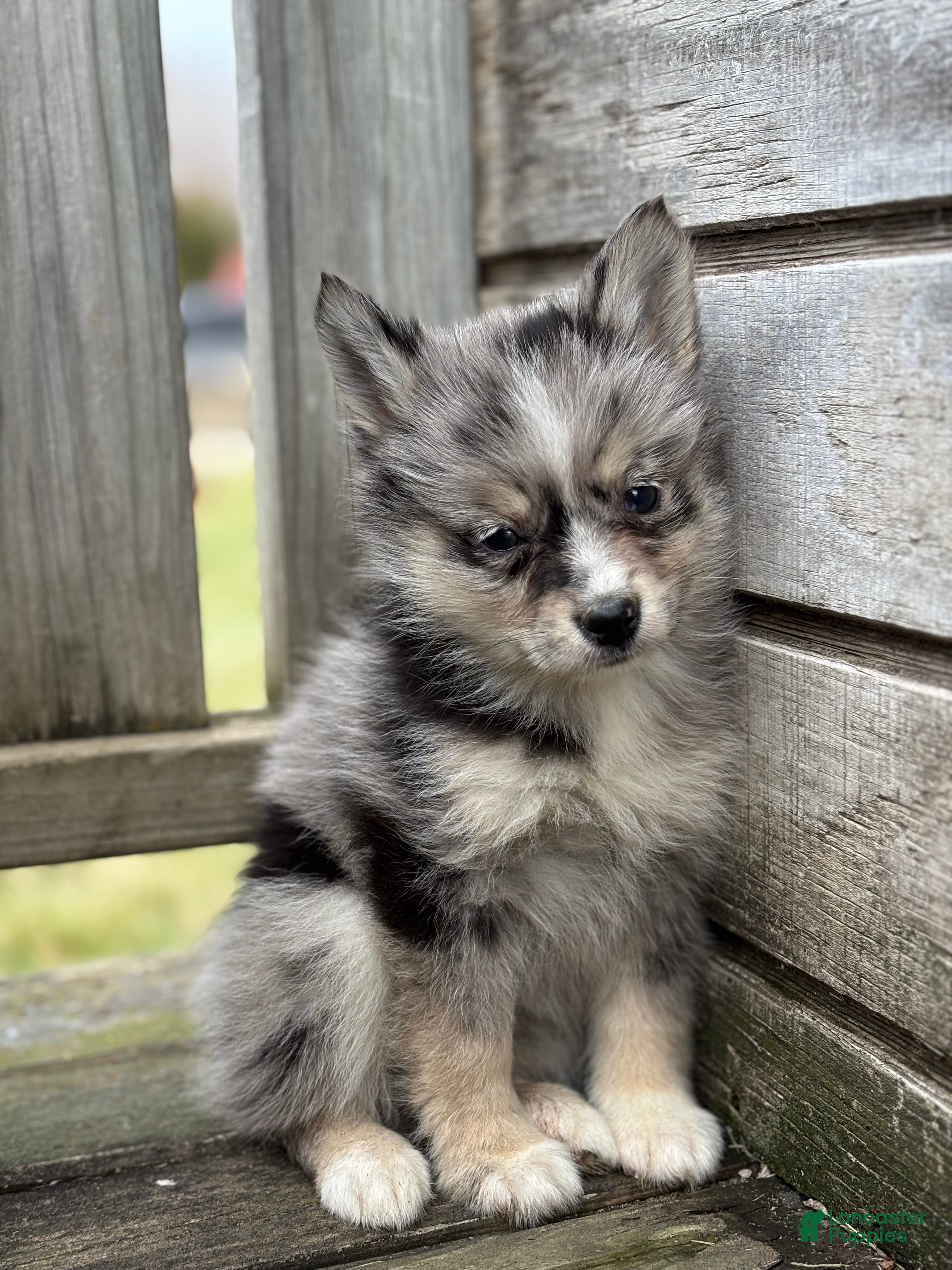 Pomsky dogs Tina - Ad 2