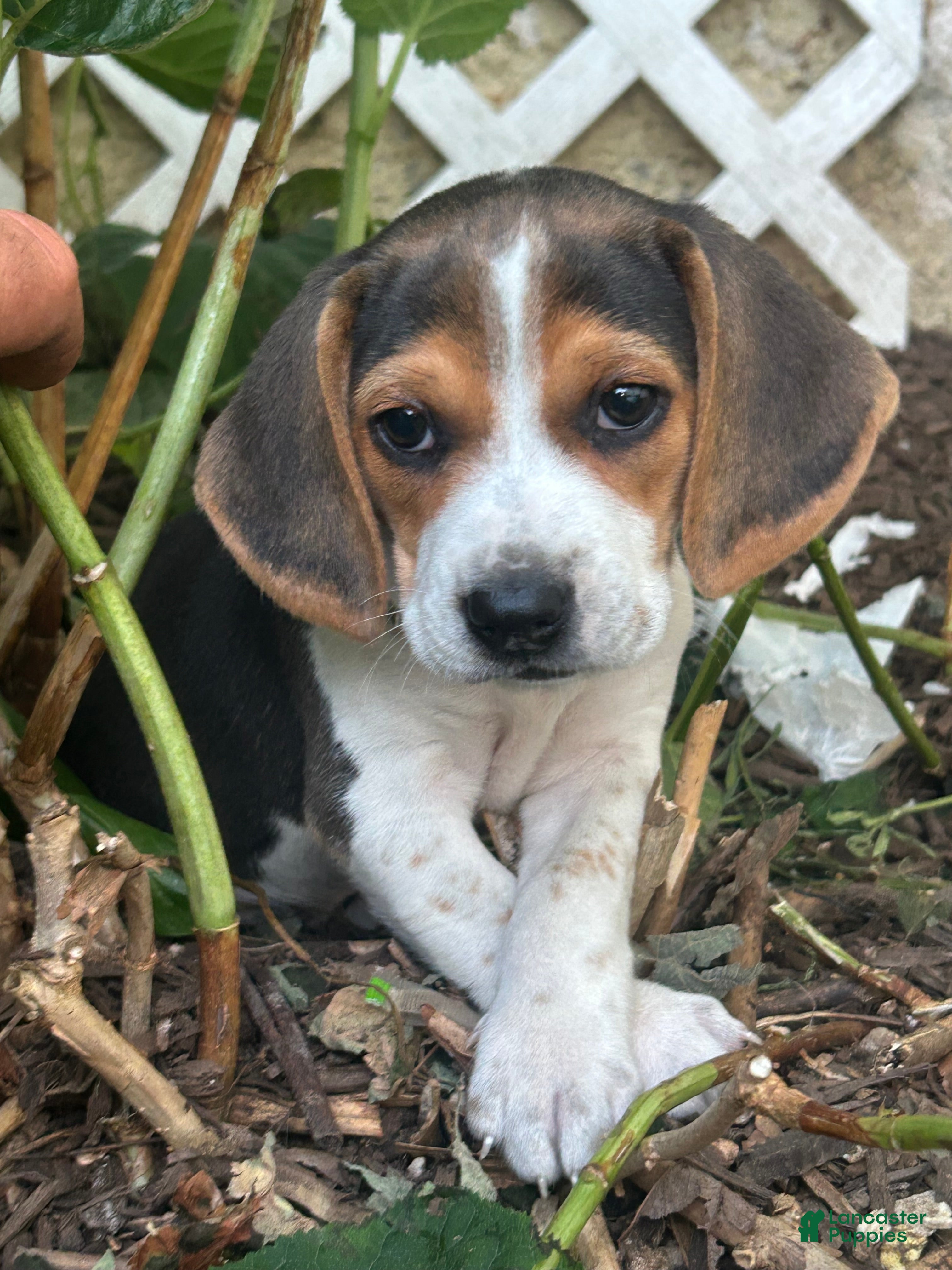 Beagle dogs Buck - Ad 29
