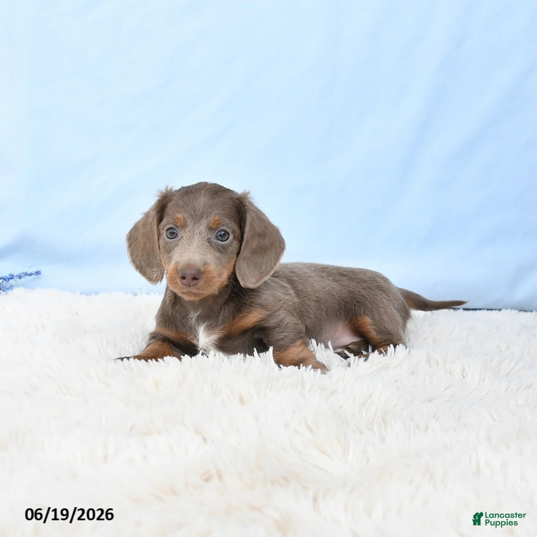 Miniature Dachshund dogs for sale: Isabella - Ad 2
