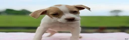 Mixed Breed dogs for sale: Boston Chi 1  - Ad 2