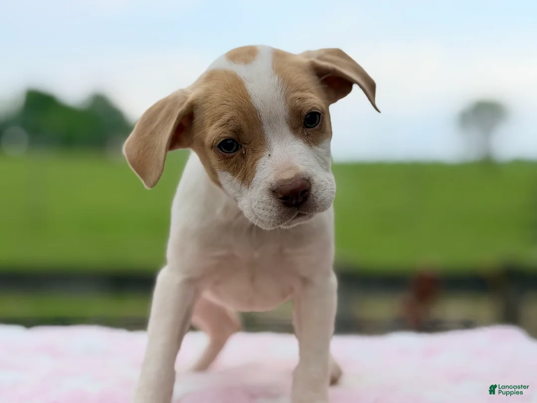 Mixed Breed dogs for sale: Boston Chi 1  - Ad 2