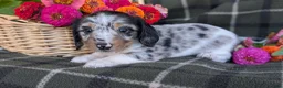 Dachshund dogs for sale: Theo  - Ad 7