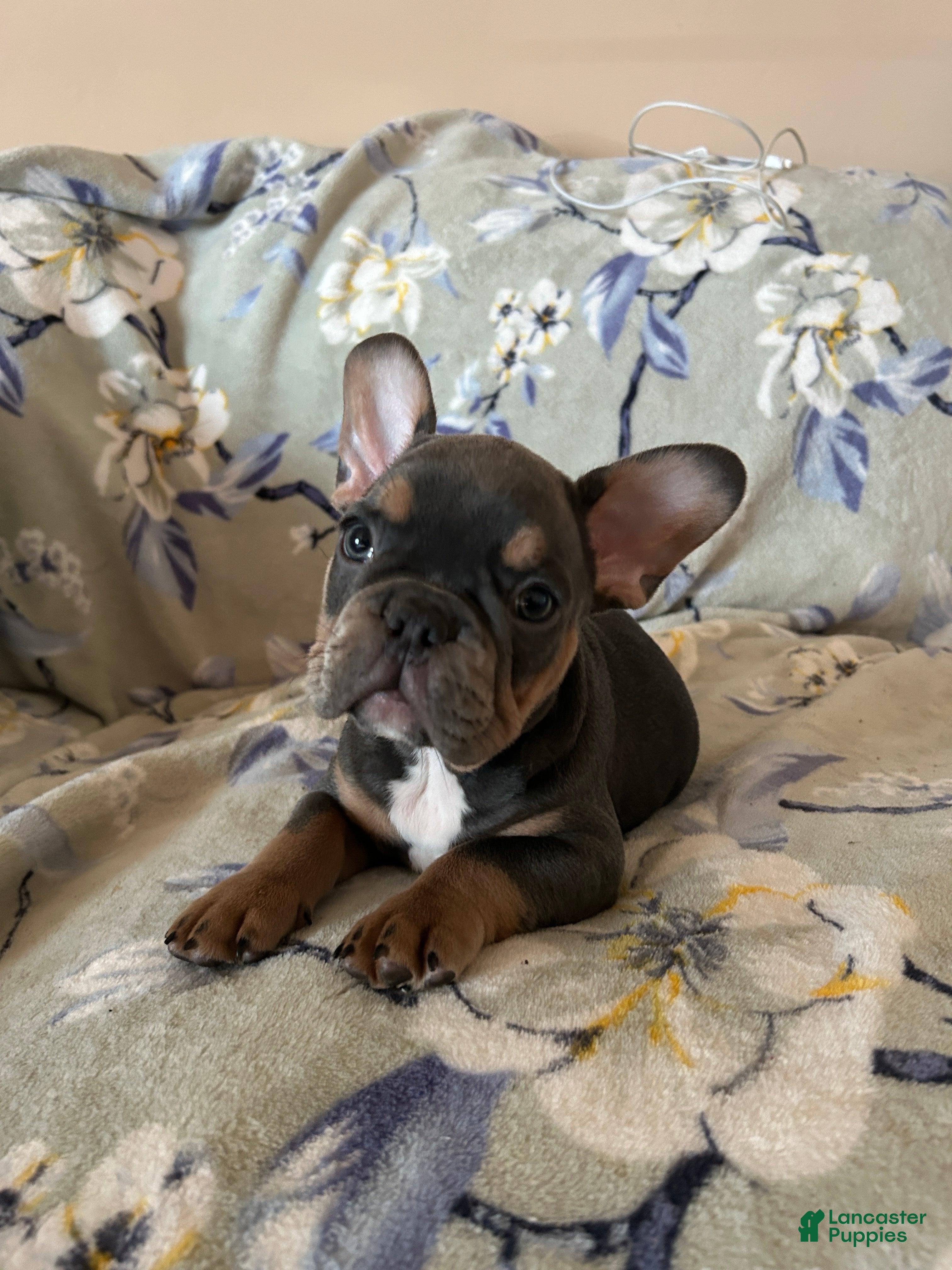 French Bulldog dogs French Bulldog Puppy 3 - Ad 10