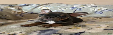 French Bulldog Puppy 3