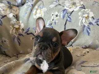 French Bulldog dogs French Bulldog Puppy 3 - Ad 10