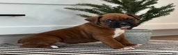 Boxer dogs for sale: Dozer - Ad 5