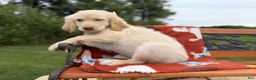 Mixed Breed dogs for sale: Butterscotch (Girl) - Ad 5