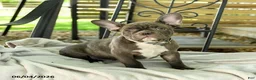 French Bulldog dogs for sale: Charming Charlie - Ad 3