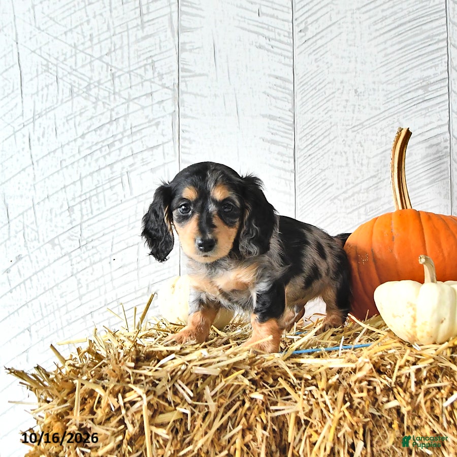 Miniature Dachshund dogs Milo - Ad 2