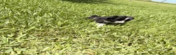 Mixed Breed dogs for sale: Savannah - Ad 11