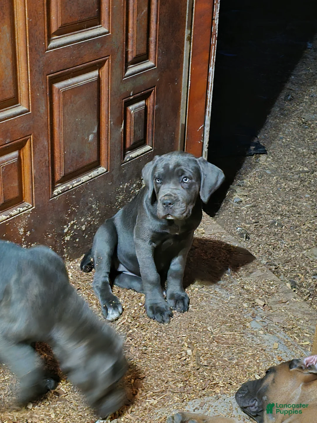 Cane Corso dogs for sale: Cane Corso Puppy 6 - Ad 1