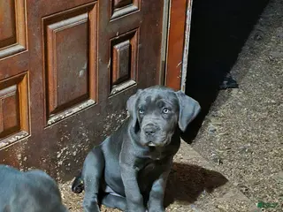 Cane Corso dogs for sale: Cane Corso Puppy 6 - Ad 1