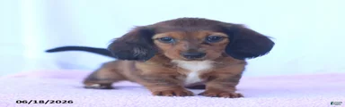 Dixie