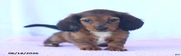 Miniature Dachshund dogs for sale: Dixie - Ad 1