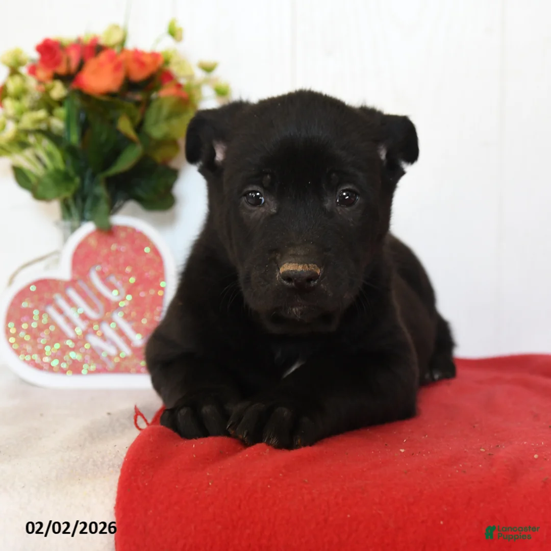 Belgian Malinois dogs for sale: Raze - Ad 4