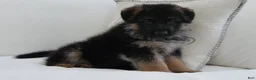 German Shepherd dogs for sale: German Shepherd Pick of litter Male Blue Collar - Ad 5