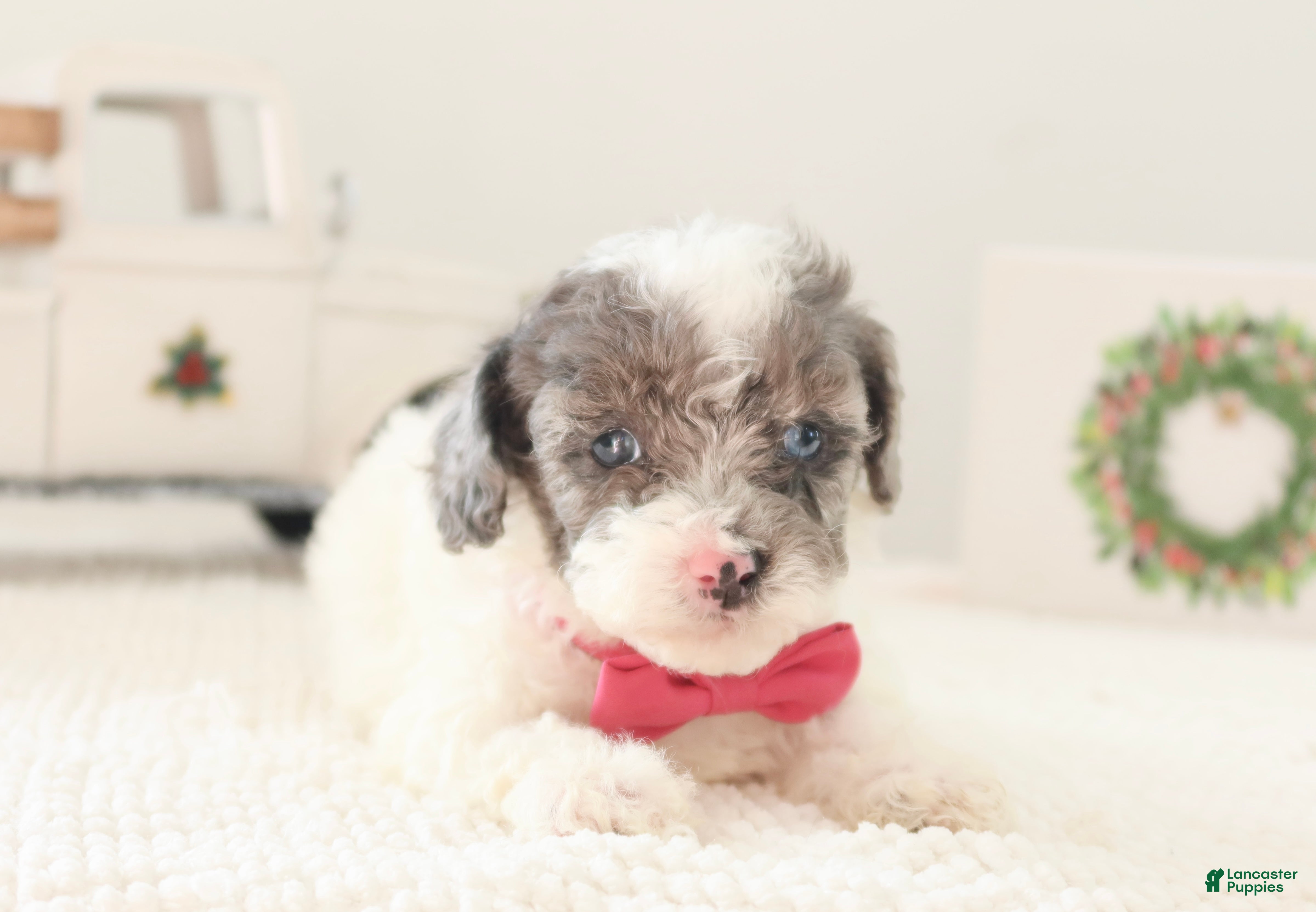 Toy Poodle dogs Noelle - Ad 34