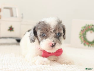 Toy Poodle dogs Noelle - Ad 42