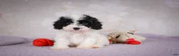 Cavapoo dogs for sale: Casey - Ad 5