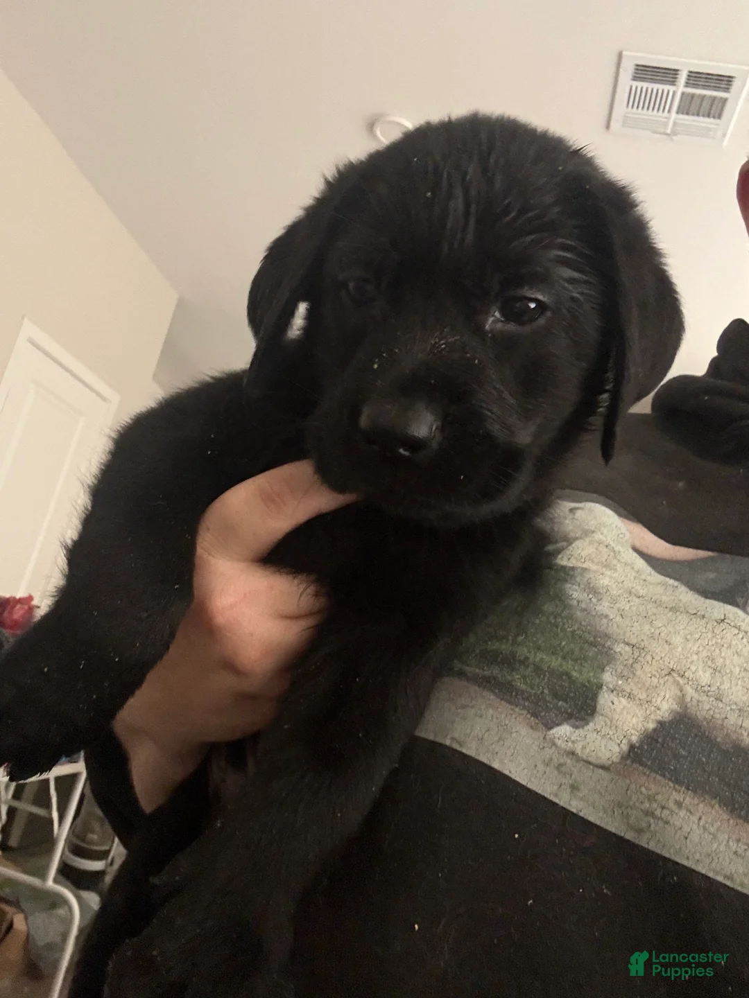 Labrador Retriever dogs for sale: Labrador Retriever 1 - Ad 1