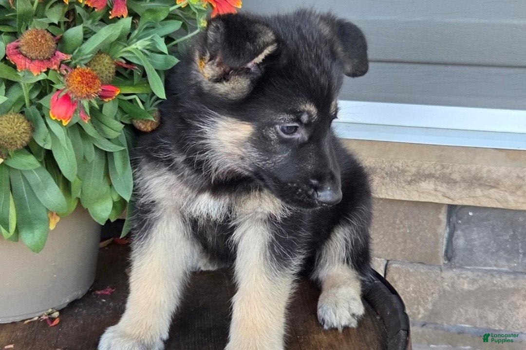 German Shepherd dogs for sale: Anthony - Ad 2