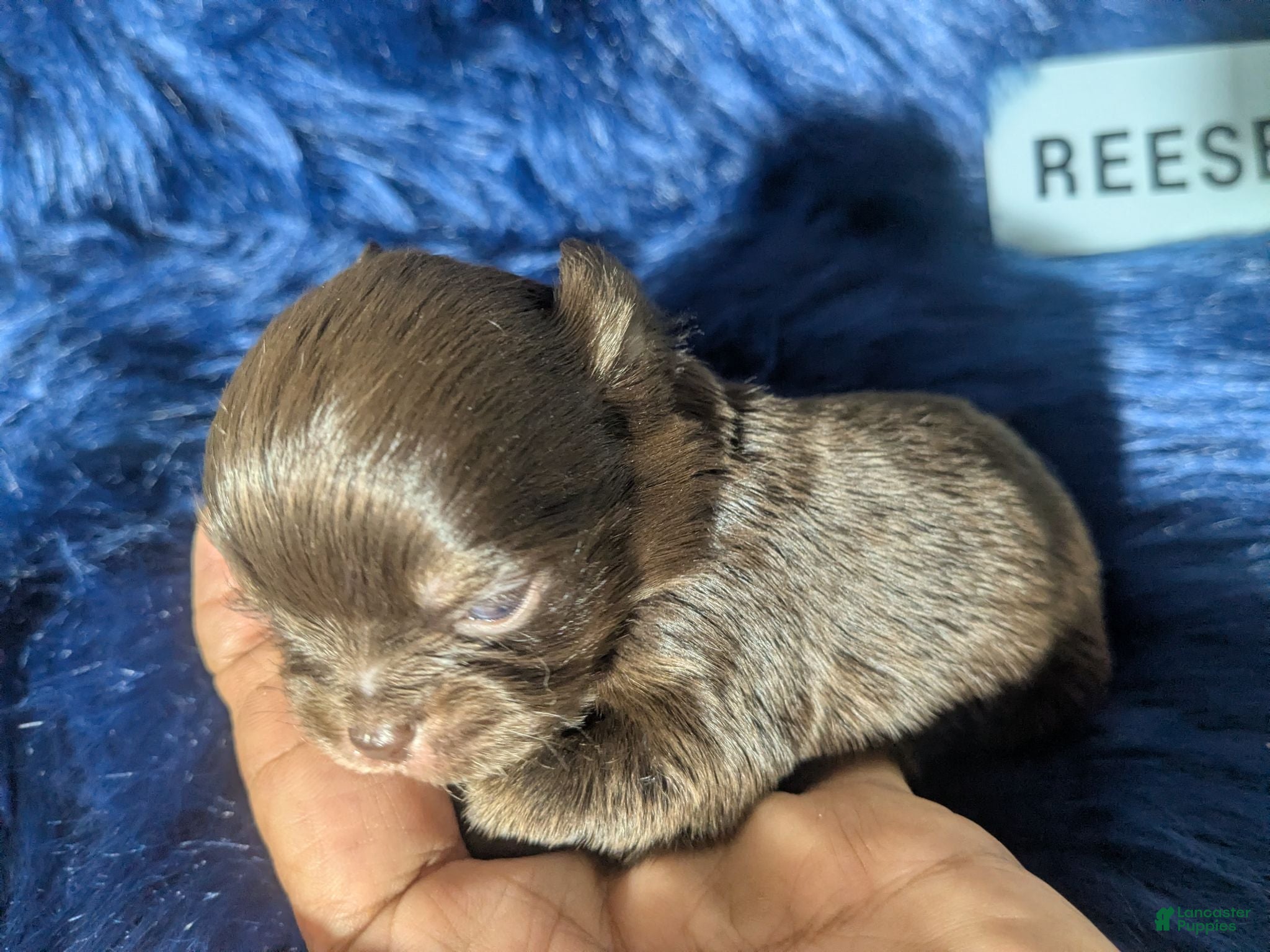 Chihuahua dogs Tiny Reese LC  Male  - Ad 7